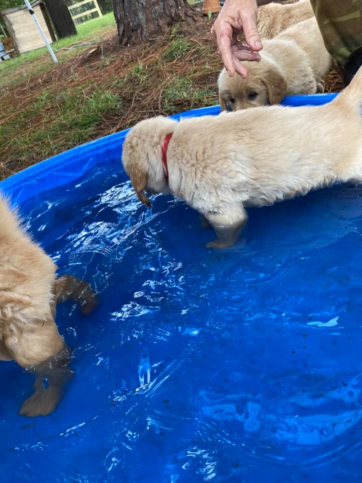 Double GG Ranch Golden Retrievers | Keystone Heights FL