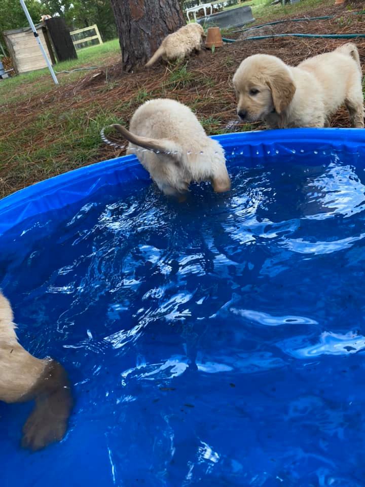 Double GG Ranch Golden Retrievers | Keystone Heights FL