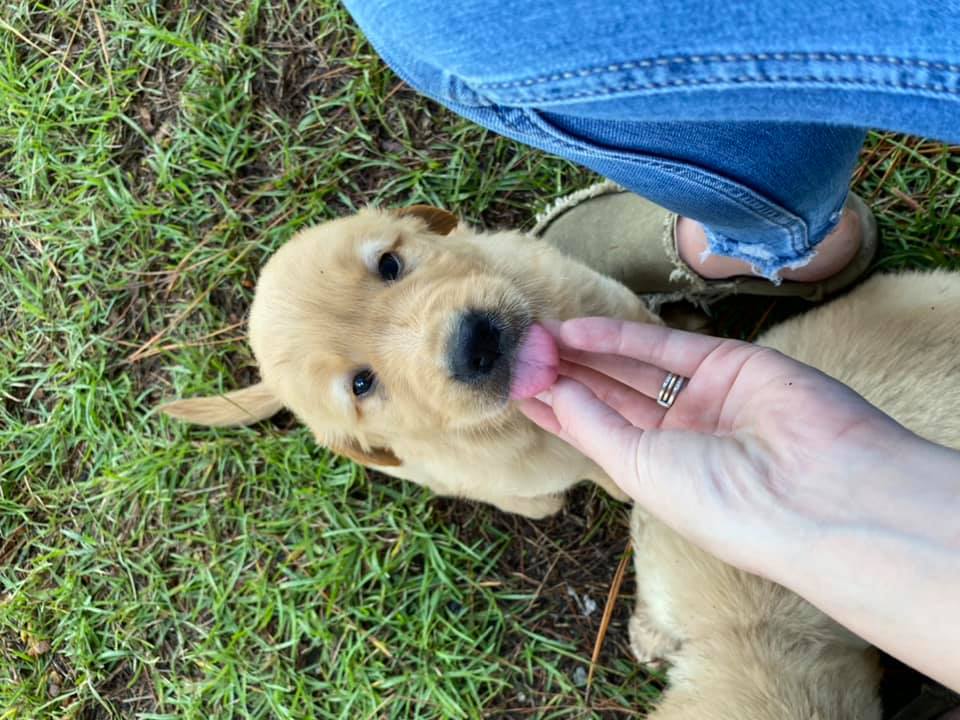Double GG Ranch Golden Retrievers | Keystone Heights FL