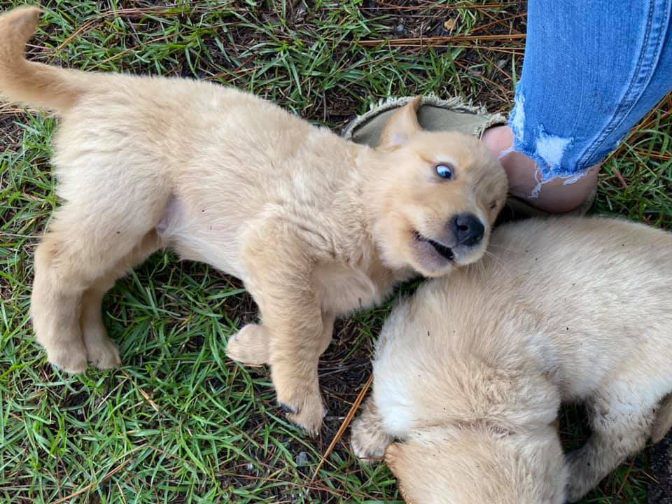 Double GG Ranch Golden Retrievers | Keystone Heights FL