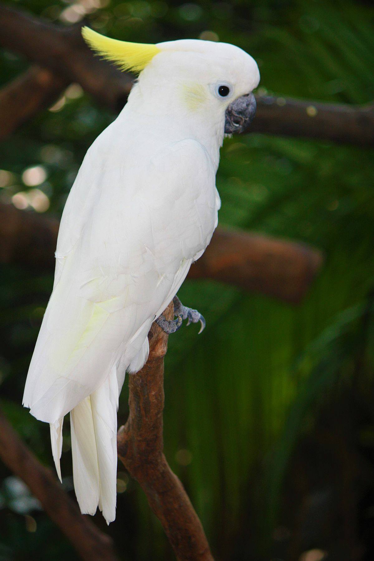 Las Aves De Ana Lucia Disponible Hermosa Cacatua Galerita Bebe 100 Manipulable Contactanos Aves Importadas De Europa Los Mejores En Aves Exoticas De Lujo Facebook