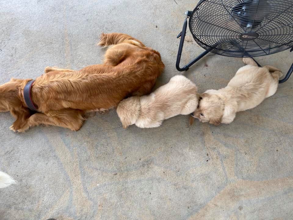 Double GG Ranch Golden Retrievers | Keystone Heights FL