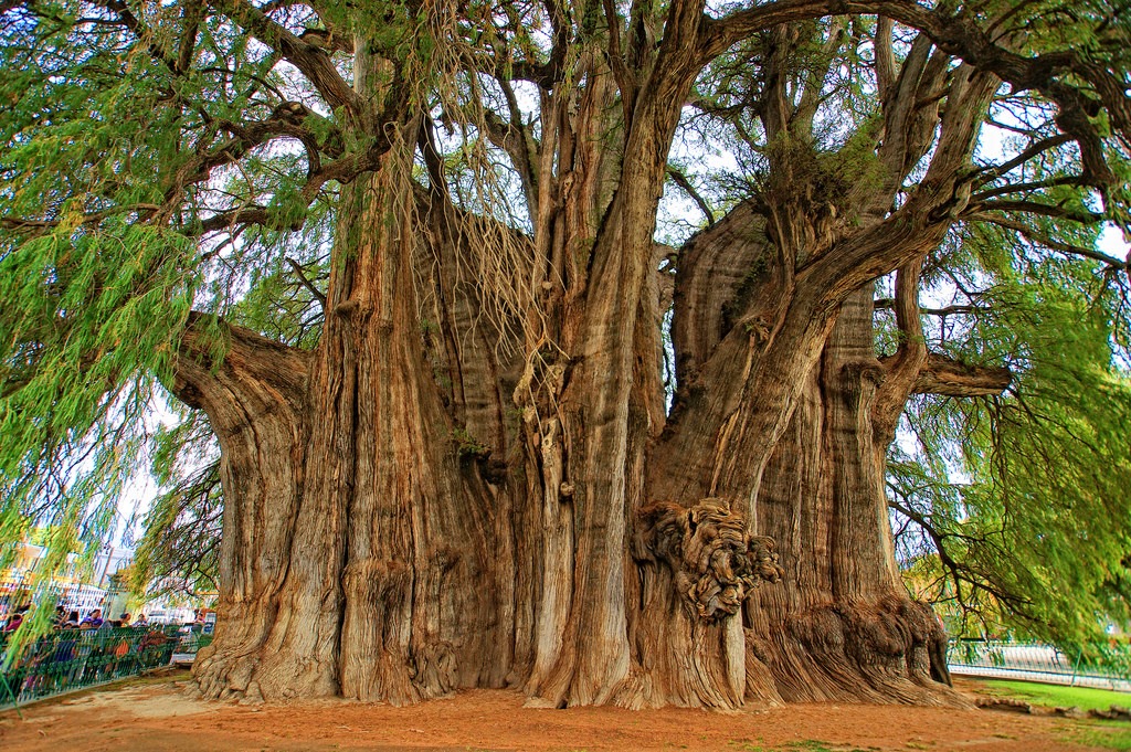 GDV Landscape - El ahuehuete o sabino es la especie con... | Facebook