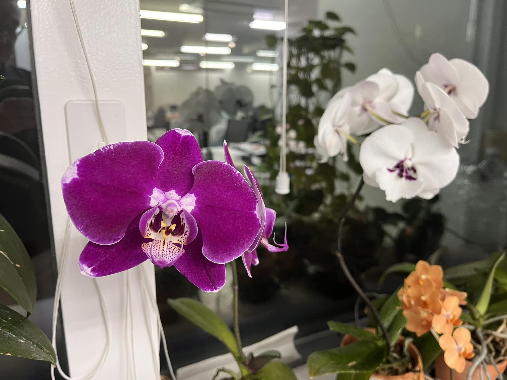 昨年9月に開花した状態で購入した