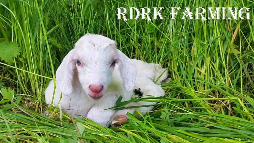RDRK FARM | Tamizhagam