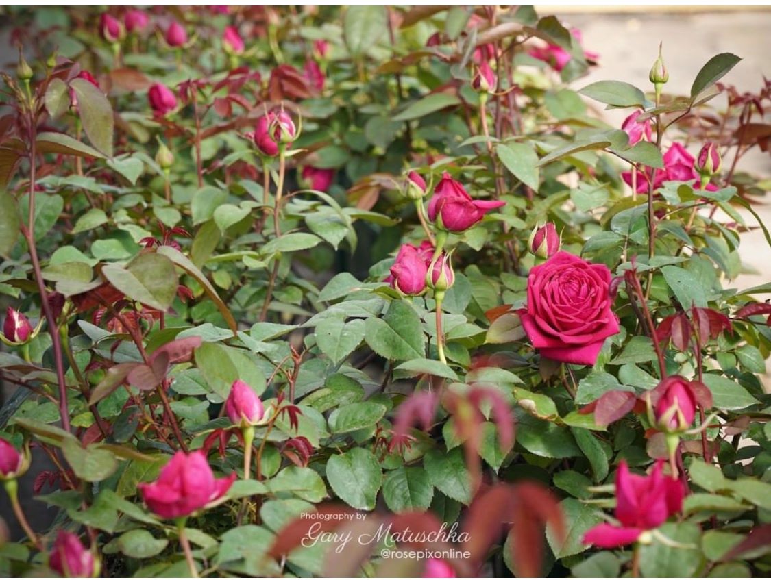 **LADY ENDO ROSES FOR CHRISTMAS?... - Endometriosis Australia