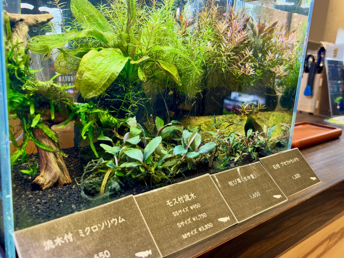 めだかやドットコム - めだかやドットコム added a new photo