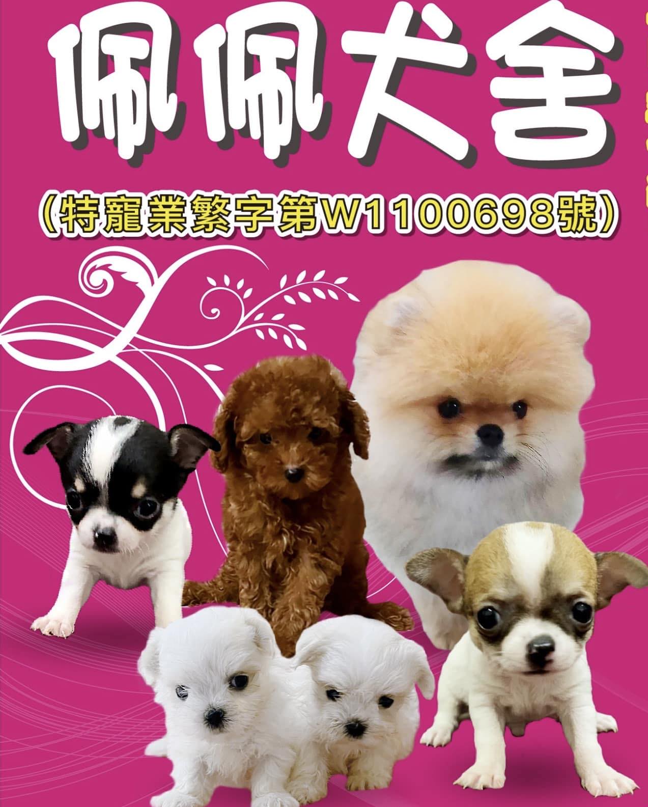 野小孩犬舍 - 野小孩犬舍 added a new photo.