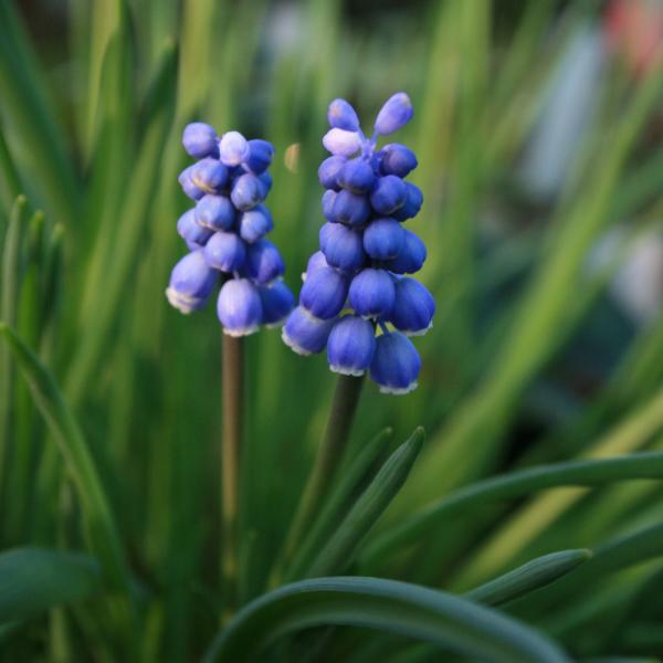 Grape-hyacinth / Muscari à toupet / Muscari comosum Stock Photo - Alamy