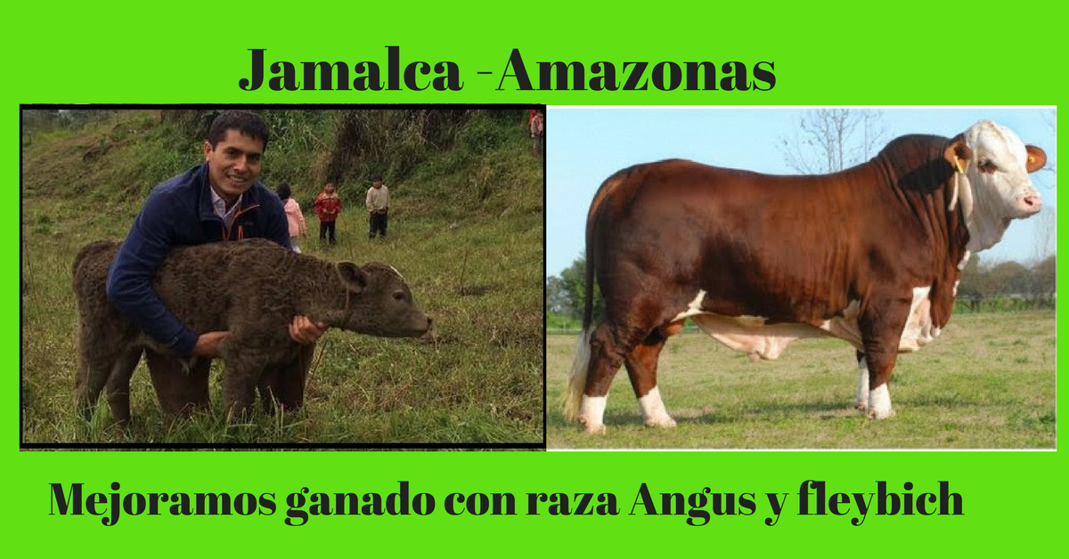 Municipalidad de Jamalca - Van dando resultado de inseminación para ...