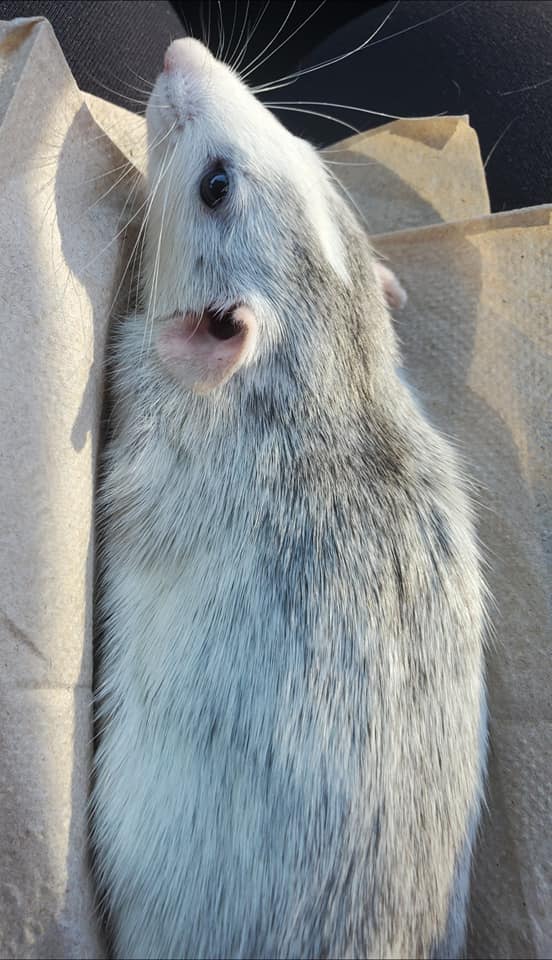 PNW Rattery - Introducing Pancake the handsome man from...