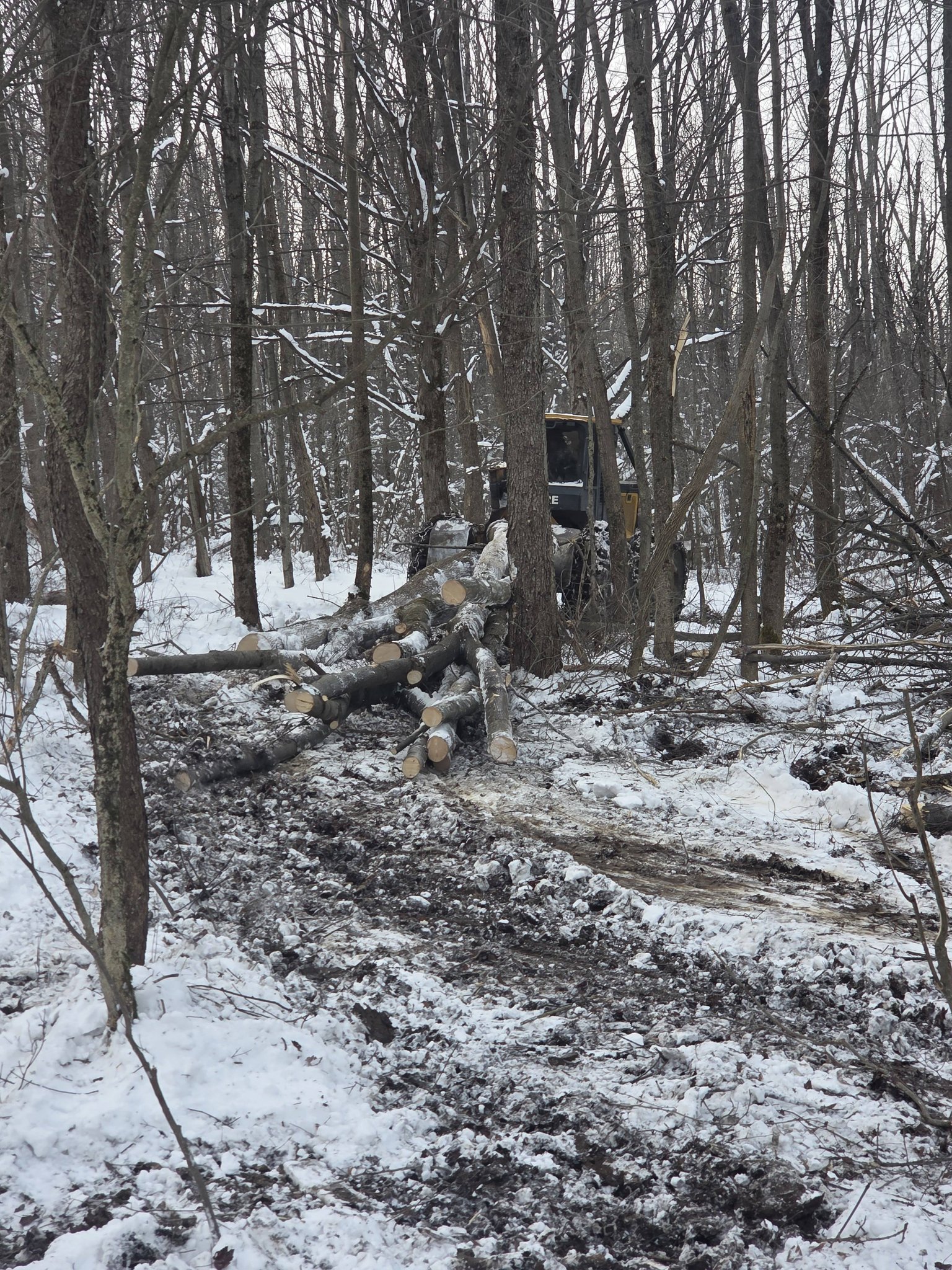 Bush logging & Forestry LLC... - Bush logging & Forestry LLC