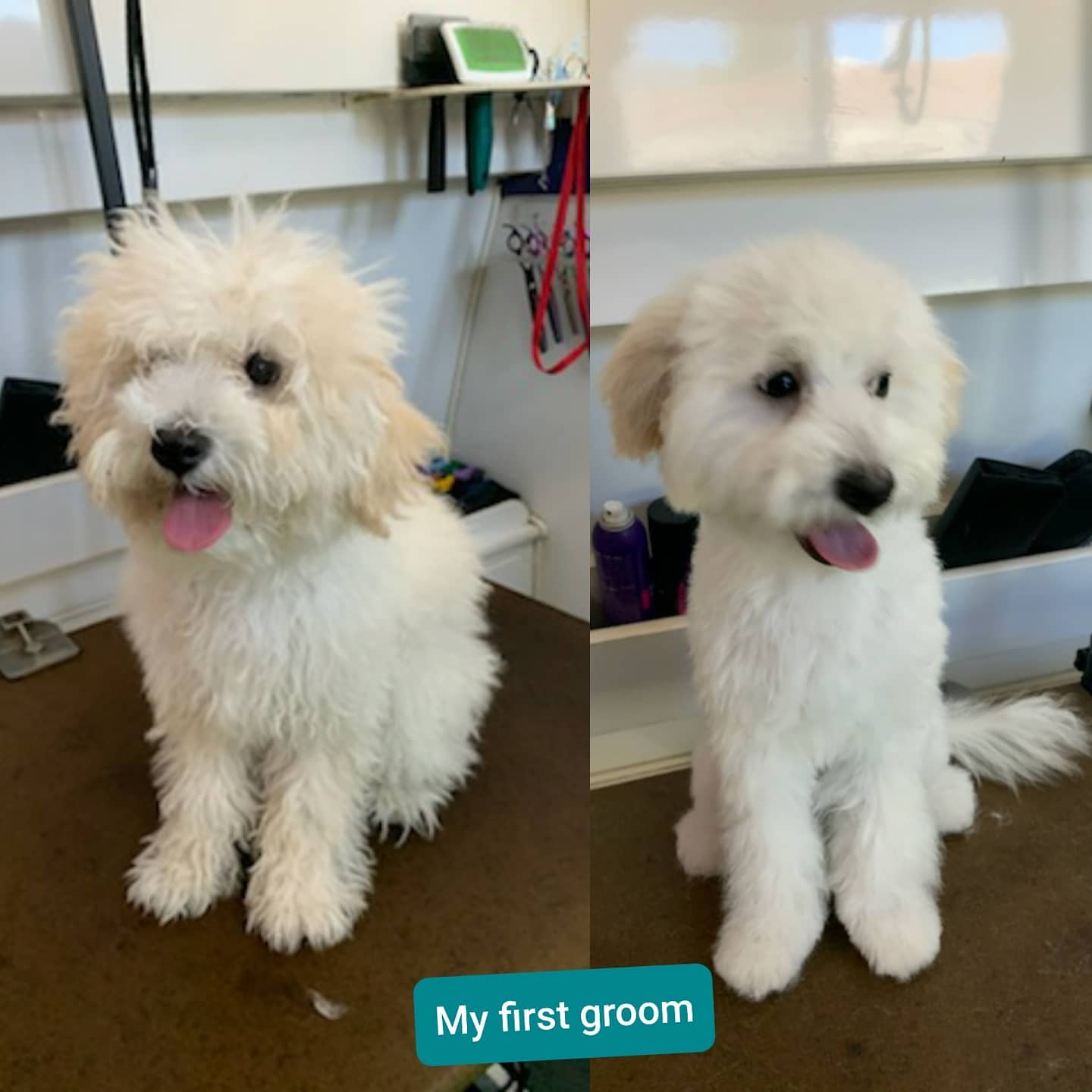 Grooming A Poodle Mix With Dreadlocks photo