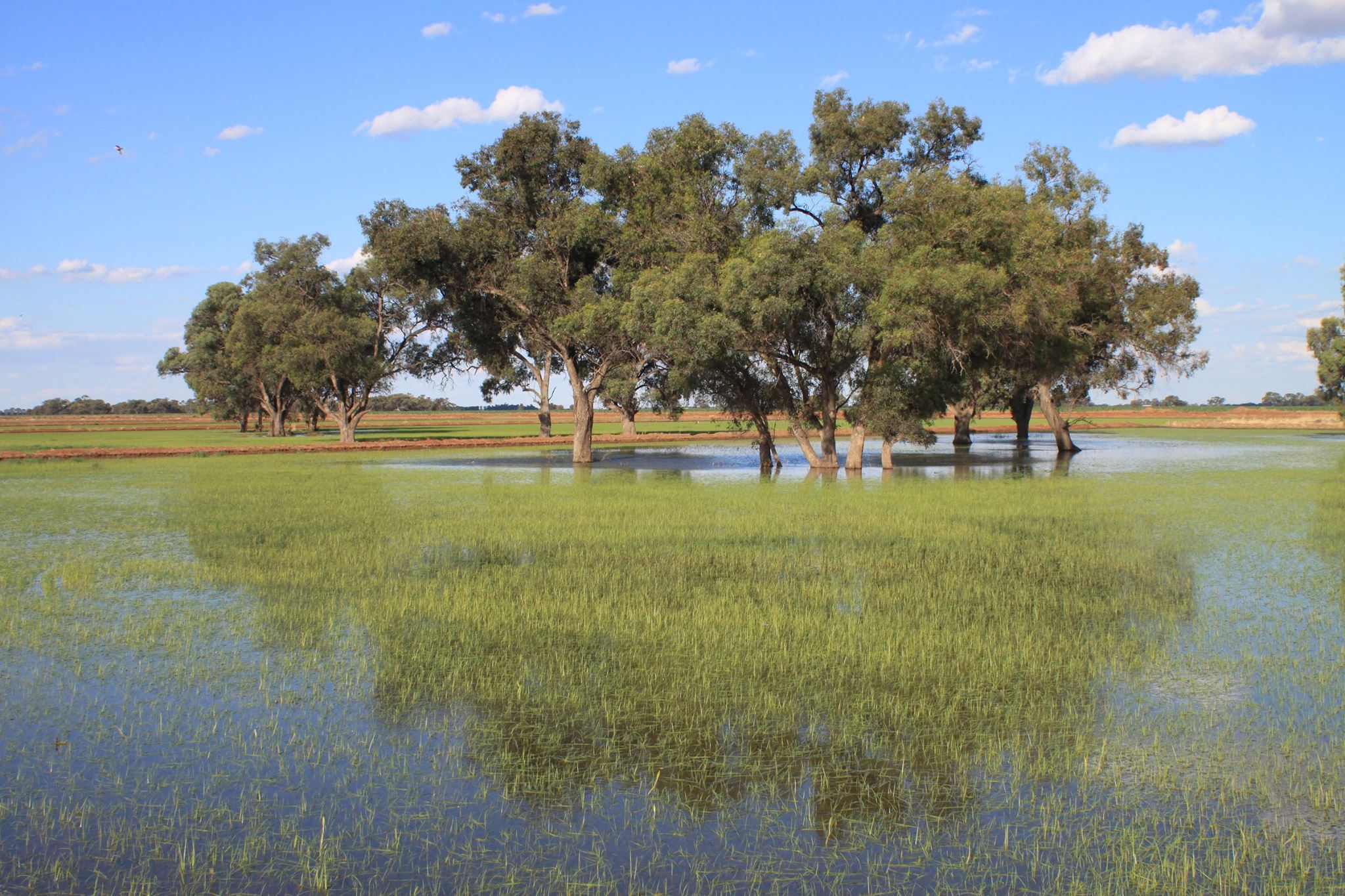 Like other ephemeral wetlands,... - Bitterns in Rice Project