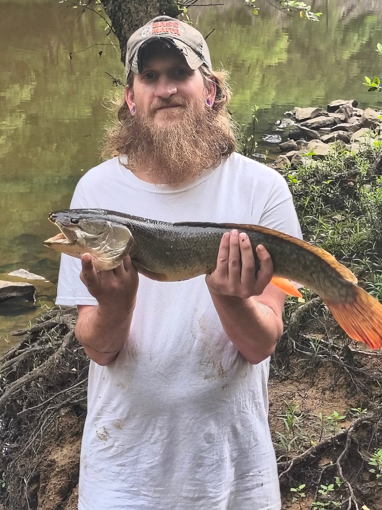 What type of fish is this, possibly a snakehead?