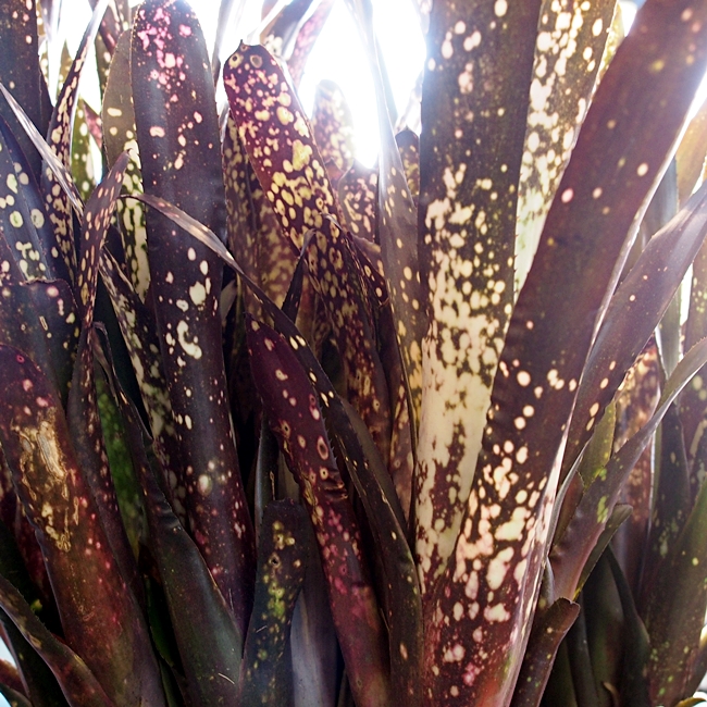 Hohenbergia catingae var. elongata