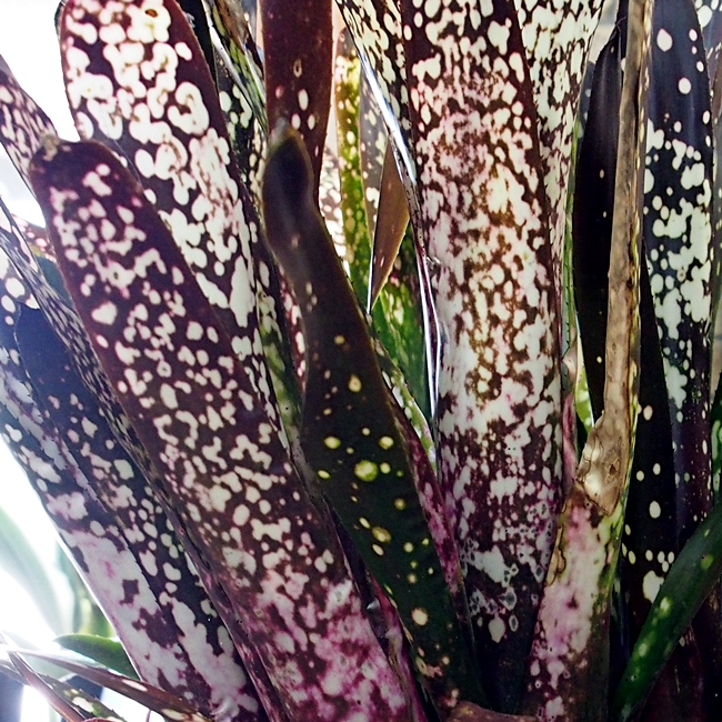 Hohenbergia catingae var. elongata