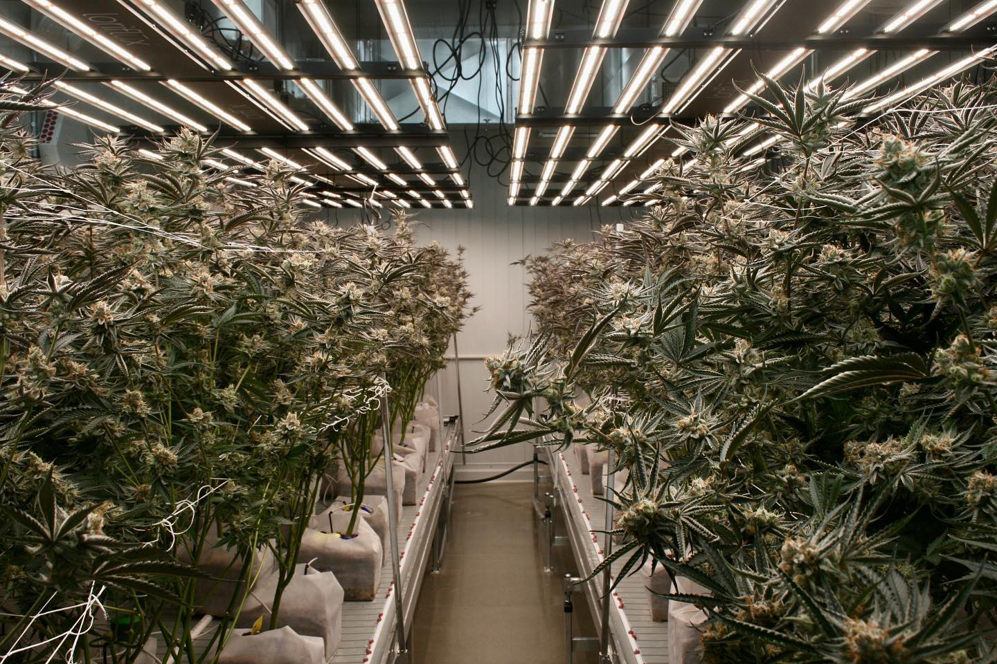 A whole new ‘tunnel of trees’ in... - High Demand Cannabis