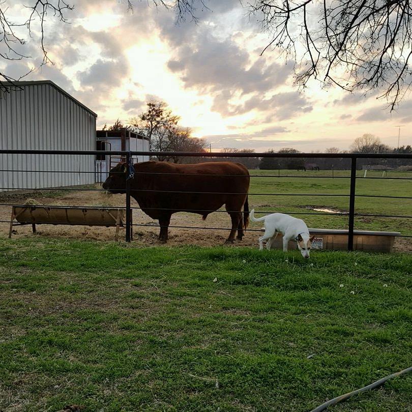 JAM Ranch - Dusty, our herd sire and his sidekick, Sadie. Dusty ...