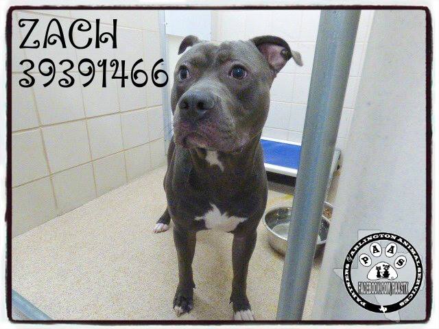 Pets of Area Animal Shelters TX - PAAS - 🐶SAVE A SHELTER PET! ADOPT! 🐶 ...