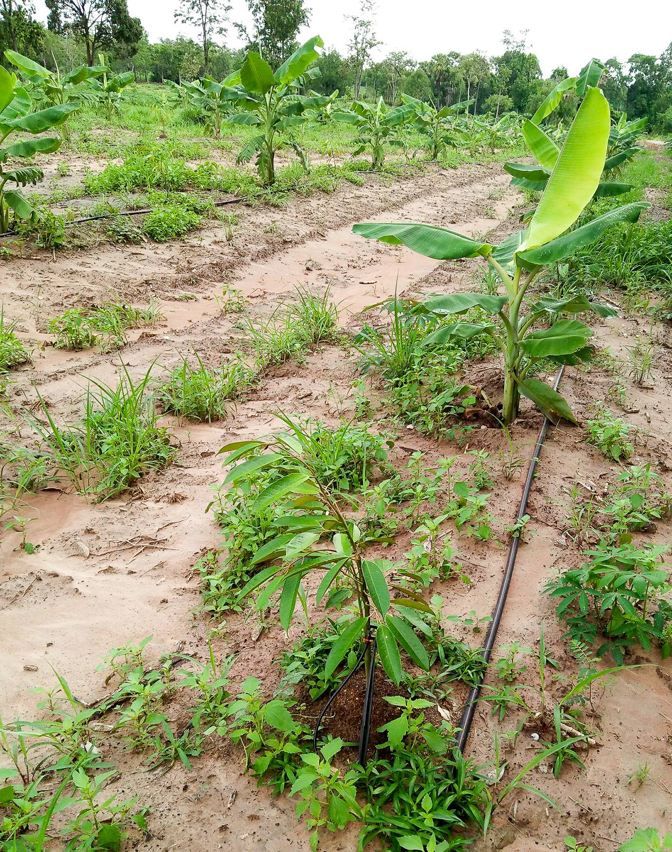B&M Fruits Farm - June-03-2018 ดินดำ... | Facebook