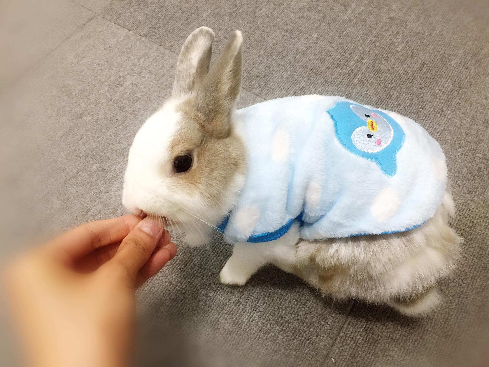 兔兔洋裝 - 像個小奶兔一樣 軟綿綿被抱在懷中 🐰白白很喜歡這件喲💕 穿著就不太想給脫了 要脫她衣服她就跑給你追...