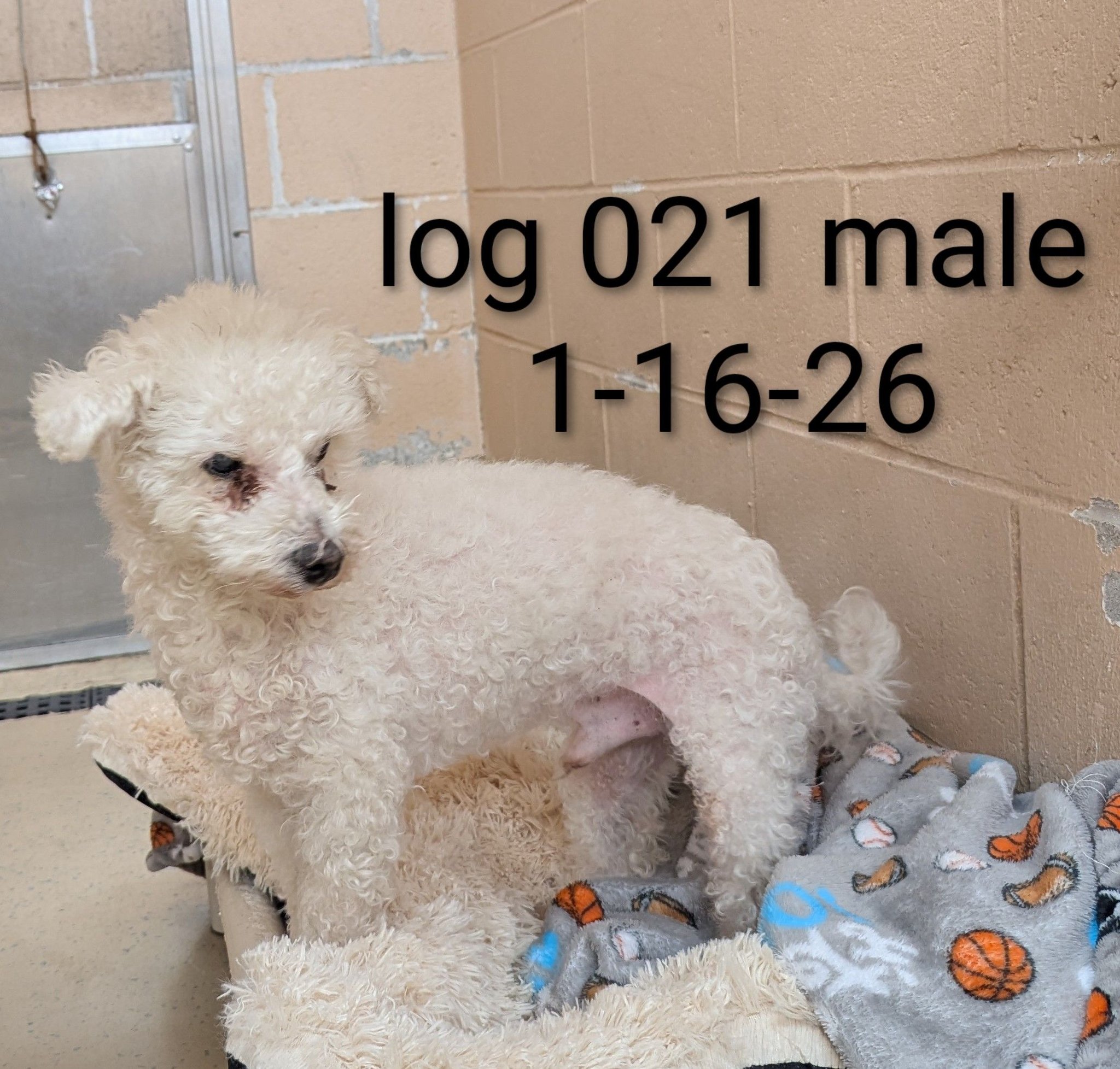 Providence - **** Dog in Stray Zone**** Do you recognize this Senior ...