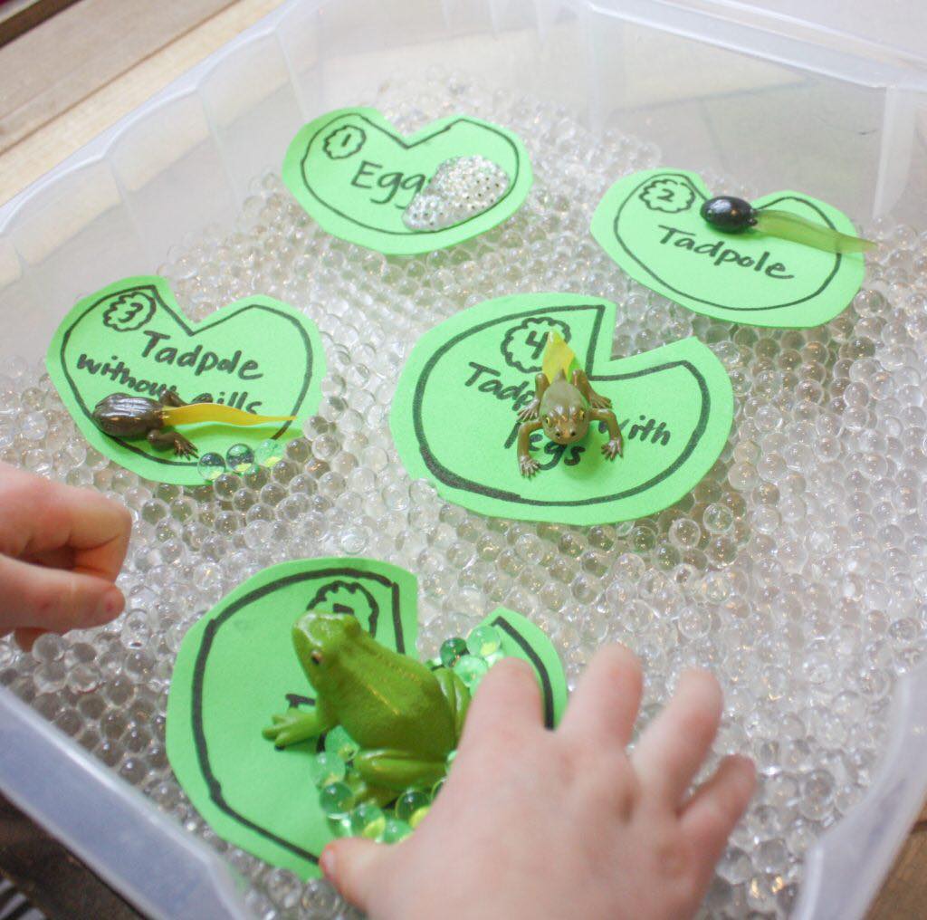 Frog Life Cycle Sensory Bin Love Sensory Play For