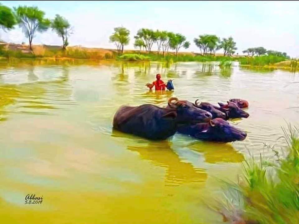 Village Allah Dino Seelro