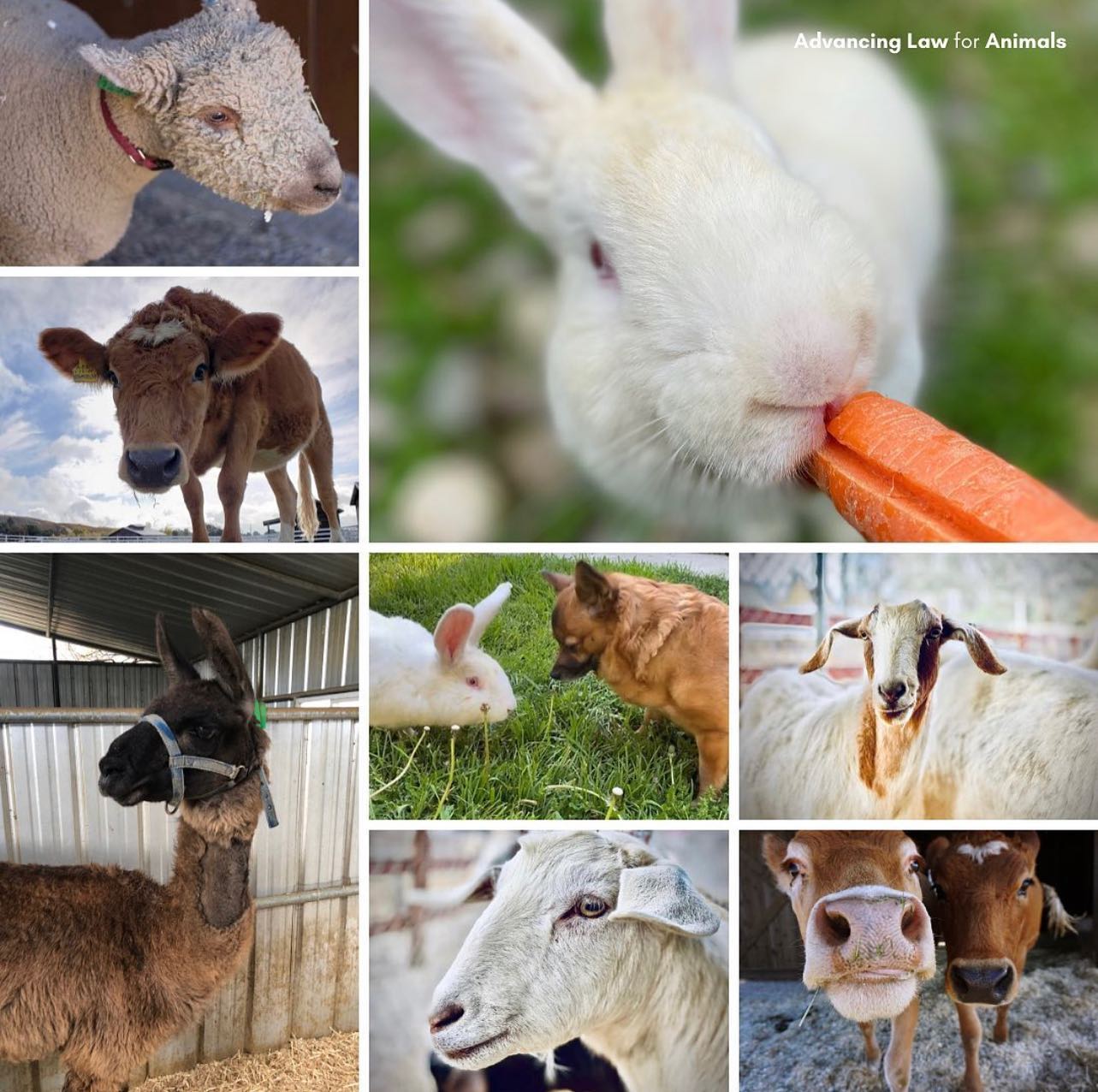 Advancing Law for Animals - Most of our litigation benefits animals we ...