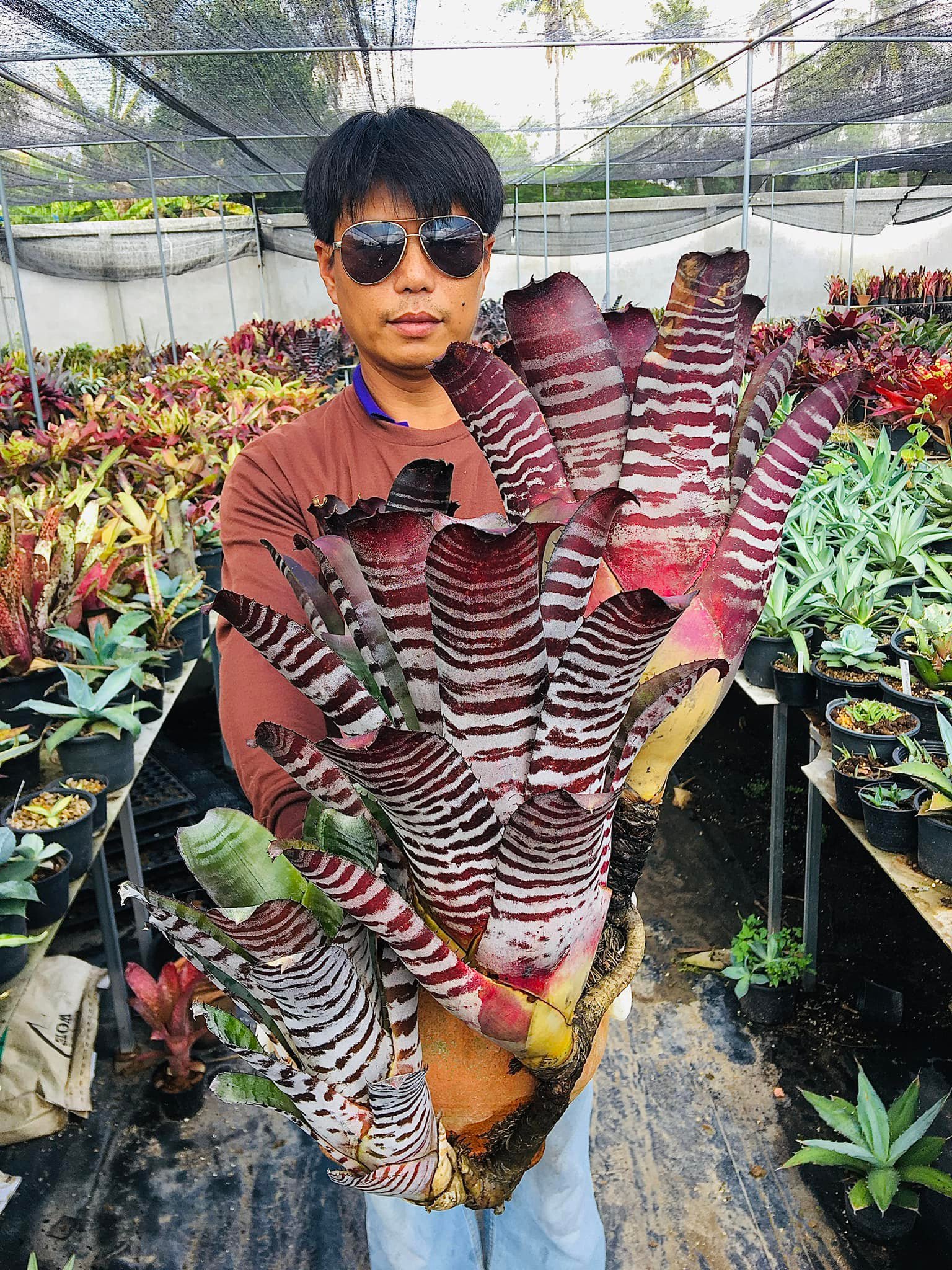 That beauty in the middle is Aechmea chantinii 'Black' 🖤🩶🖤
