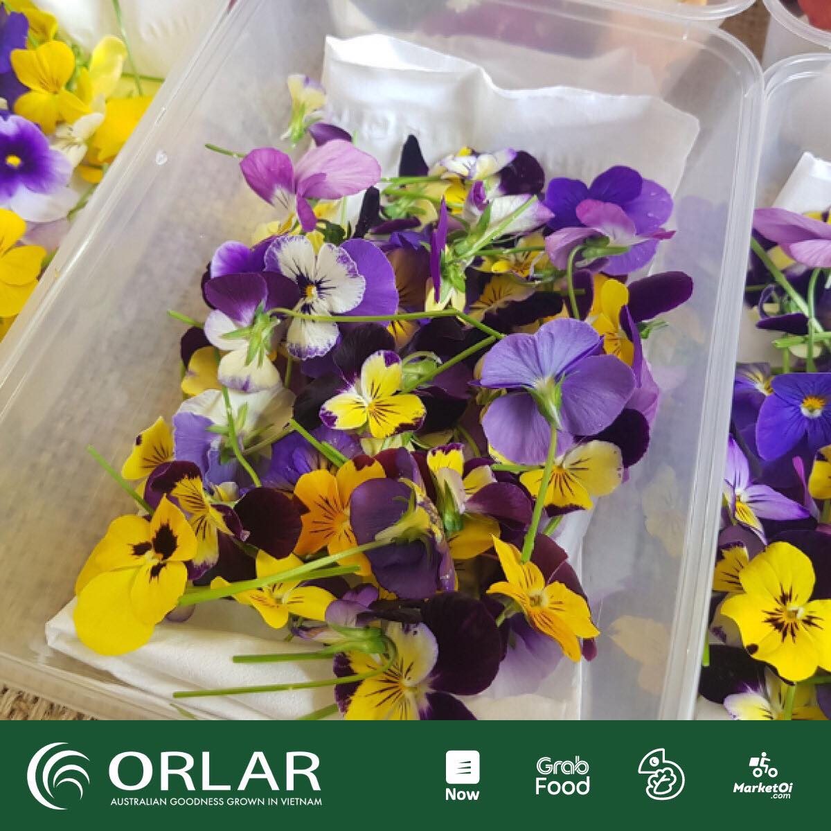 Orlar - *Tiếng Việt bên dưới Violas are a genus of... | Facebook