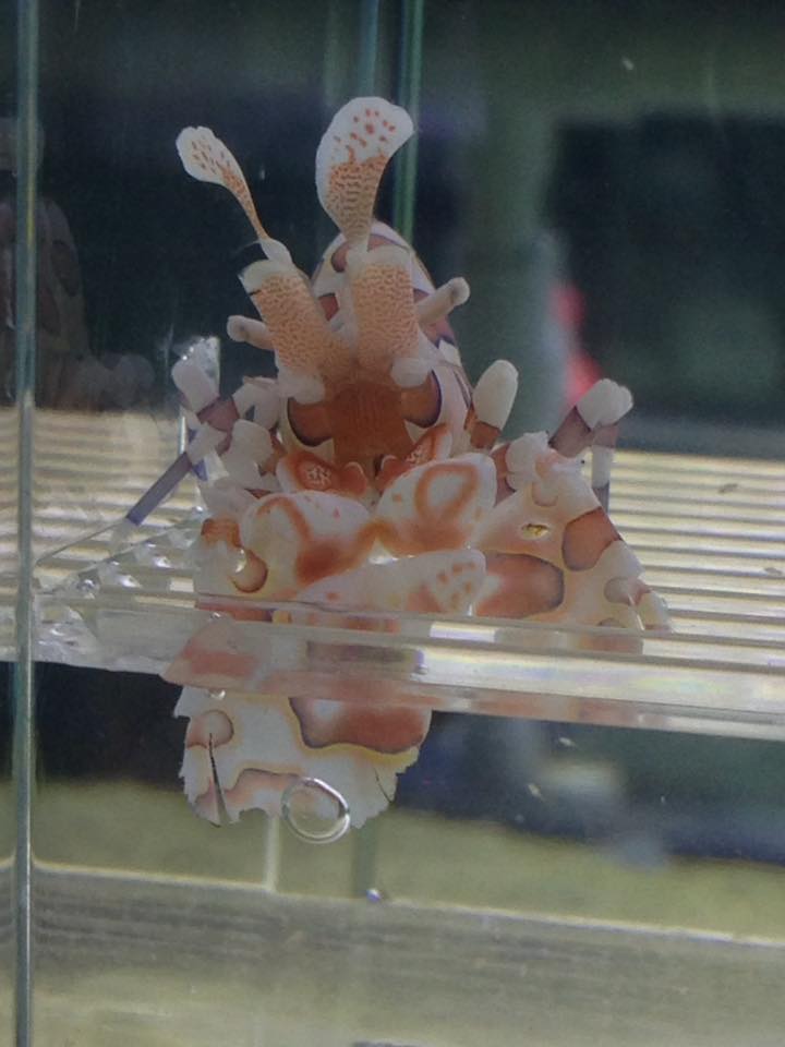 Newmarket Aquarium & Pets Newmarket ON
