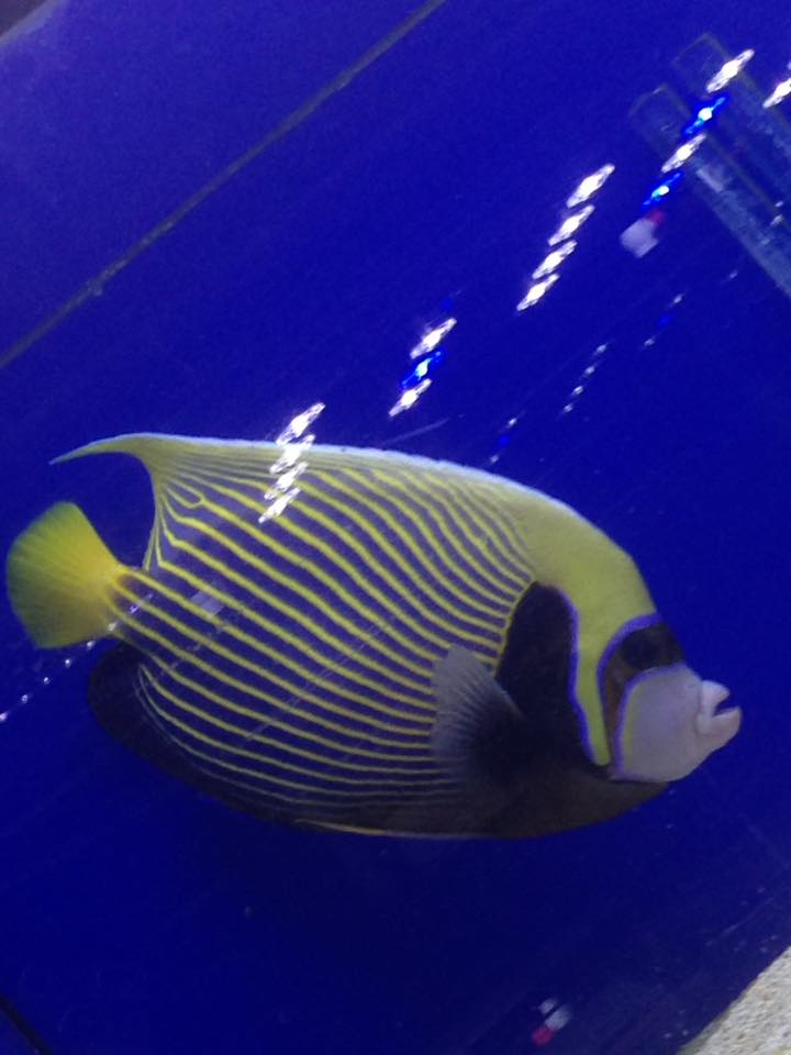 Newmarket Aquarium & Pets Newmarket ON