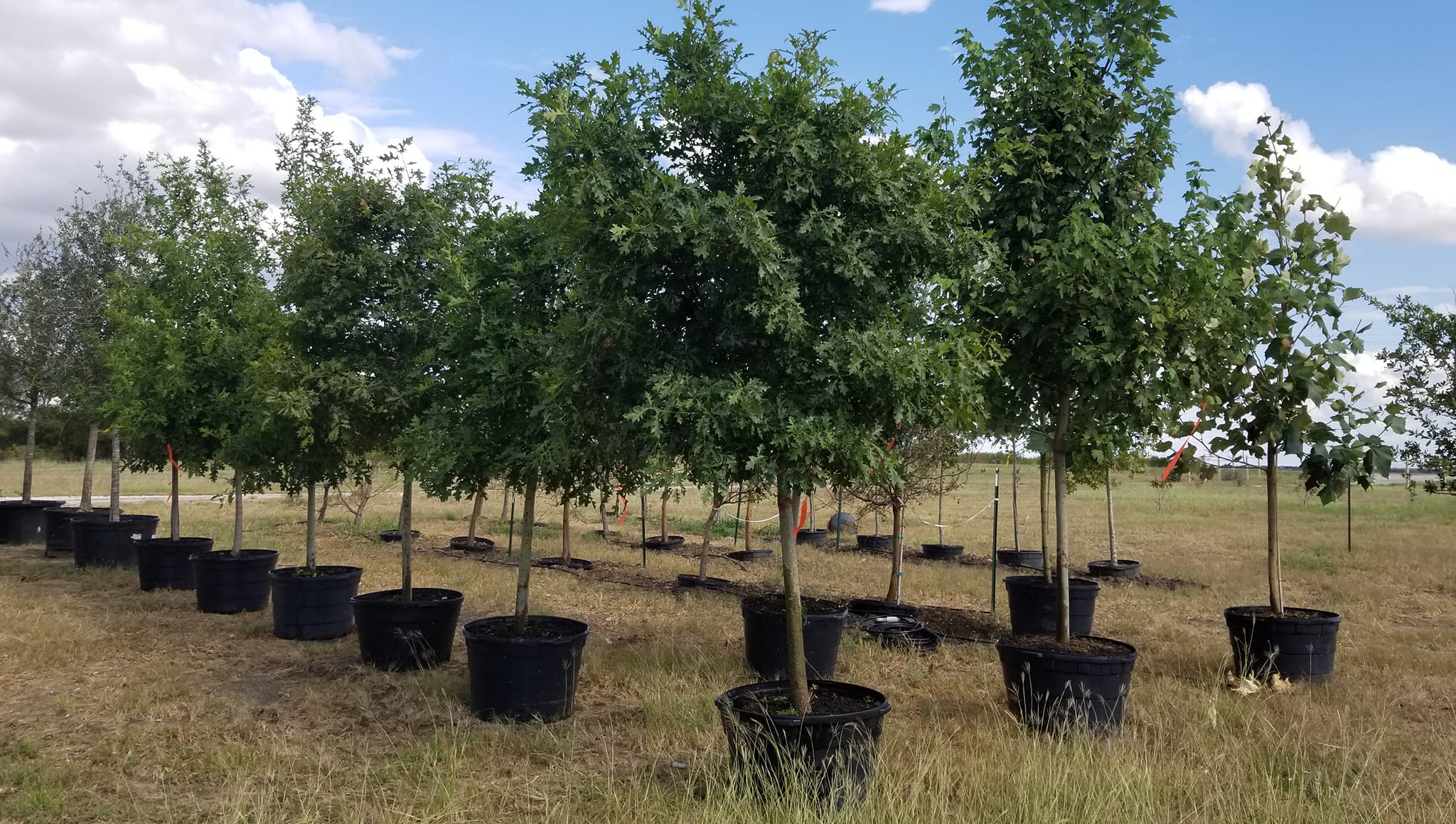 Marley's Tree Farm | Hillsboro TX