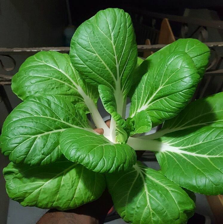 aj hydroponics and aquaponics - agriculture - chaguanas
