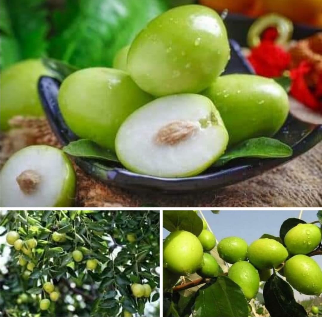 “热带青枣” 又甜又可口的水果？和红枣的区别！🍏🍏🍏🍏🍏 🍀🍀它是一种热带水果，因口感好，营养价值高且种植简单而被广泛栽植，和红枣有什么区别 ...