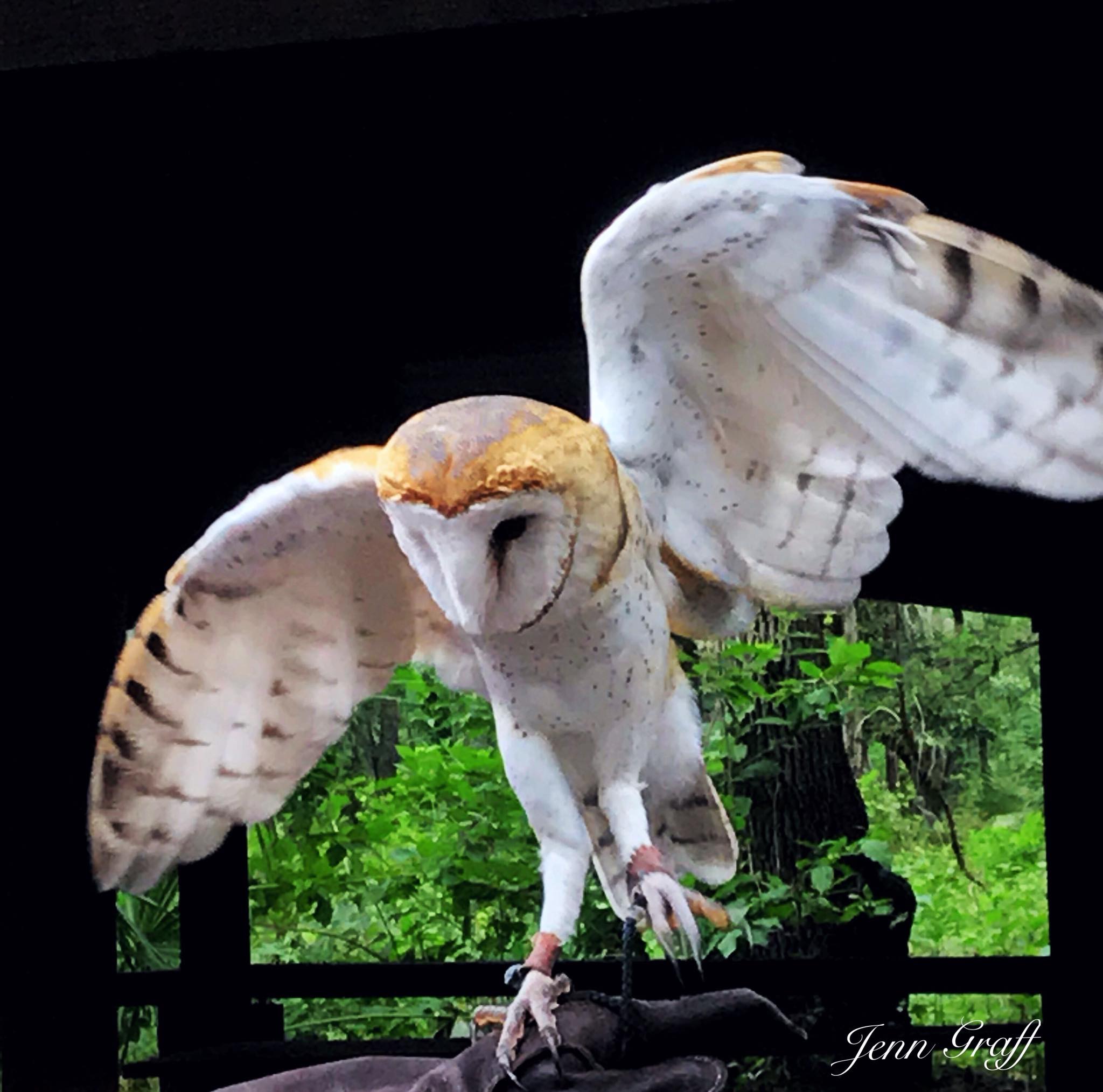 Wild Raptor Sanctuary | Clearwater FL