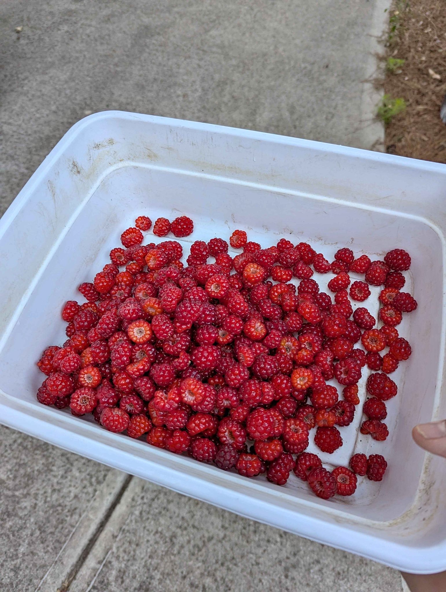 Dorman red raspberry plants - Plants & Seedlings - Clayton, North ...