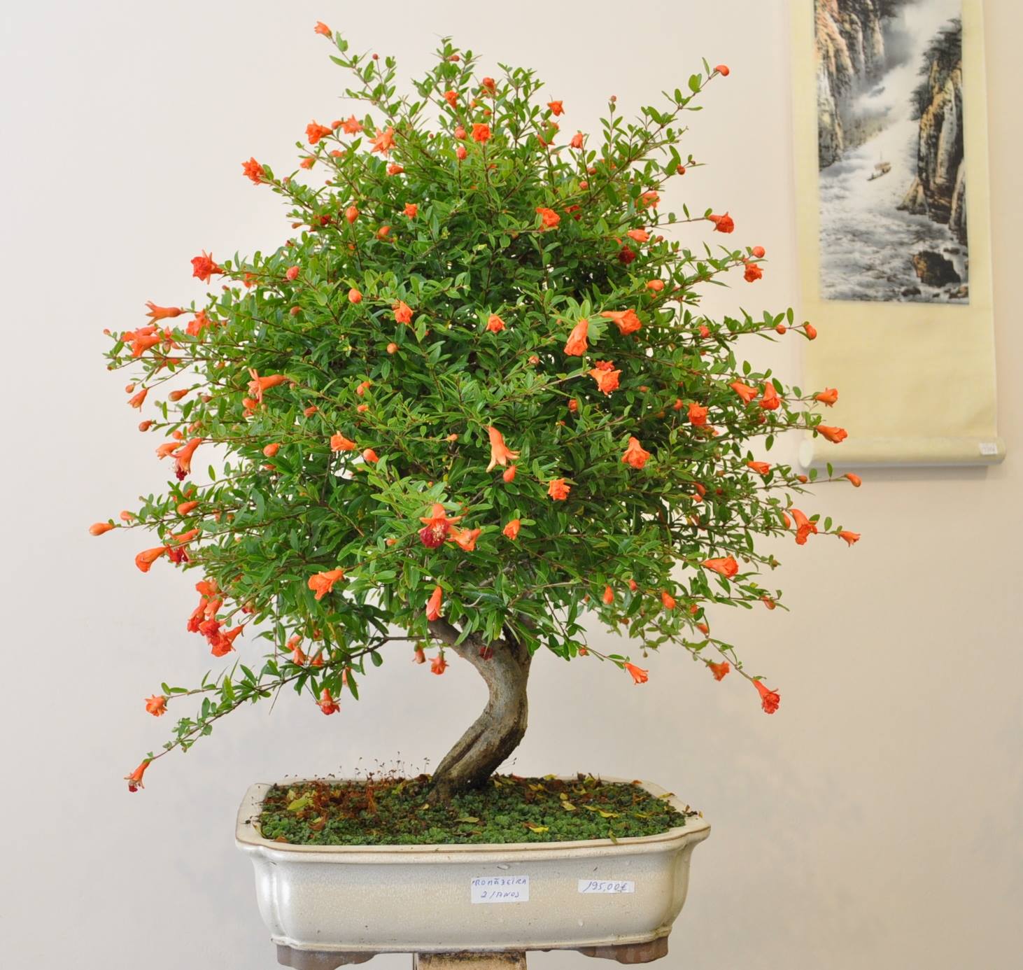 Fruta Bonsai Roma Romã (Punica Granatum)