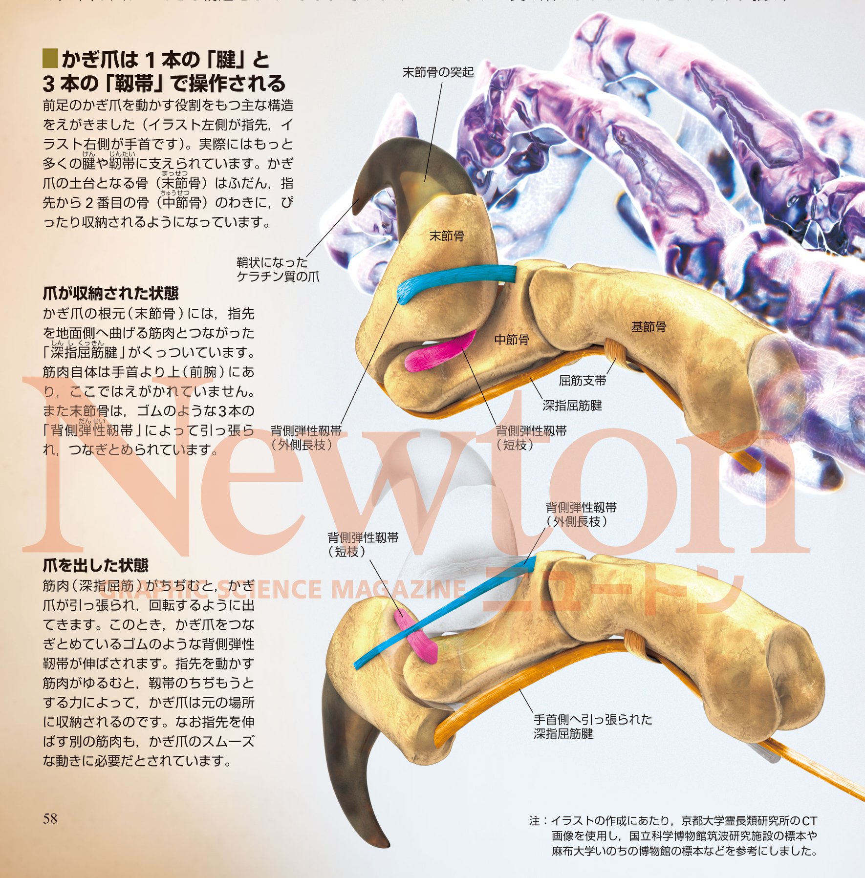 猫 爪 仕組み
