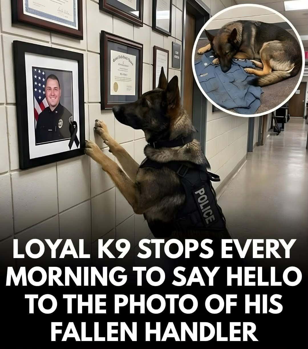 Born - Officer K9 “Ranger” lost his beloved handler six months ago in ...