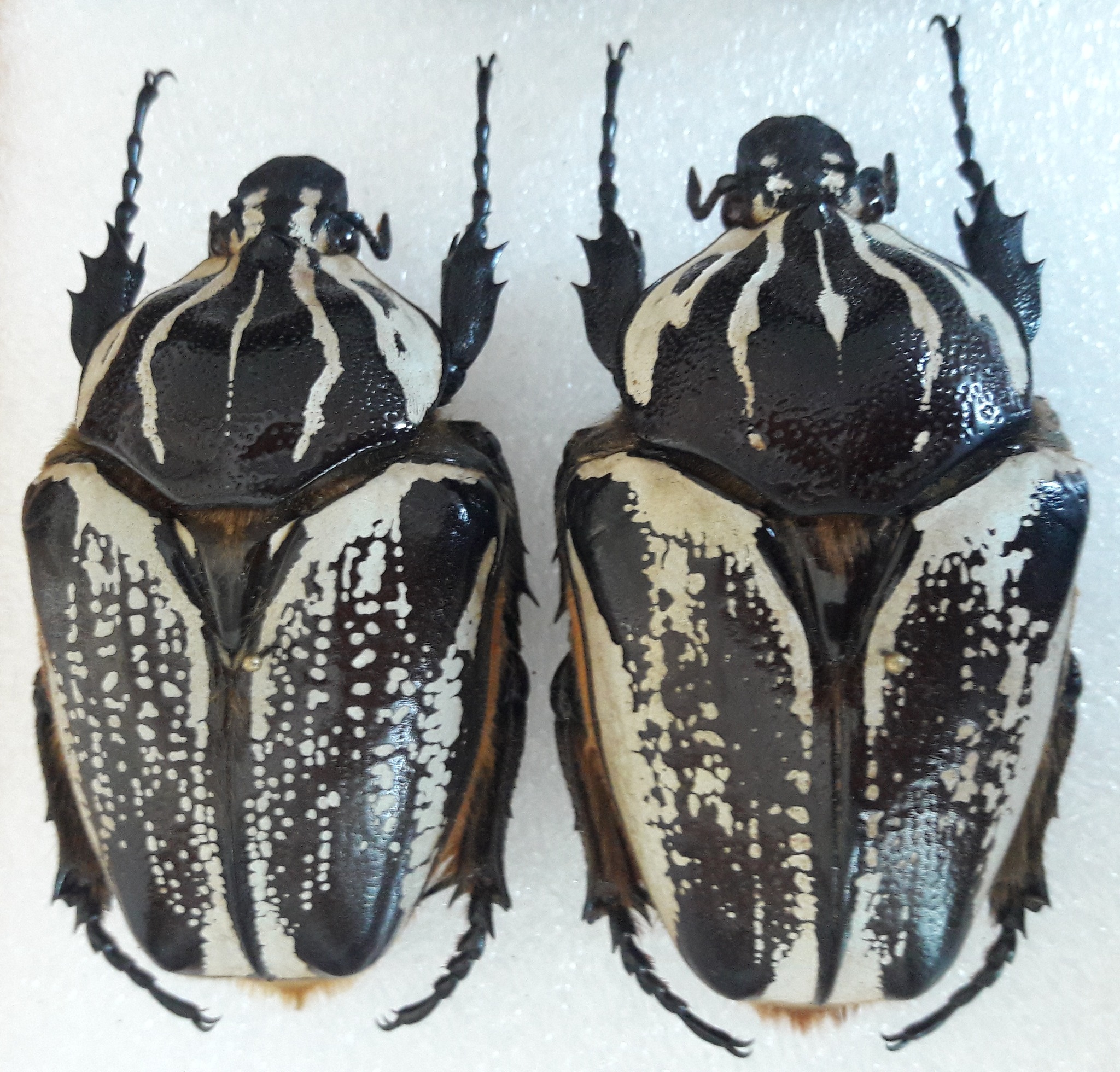 Show time!!! Goliathus orientalis preissi