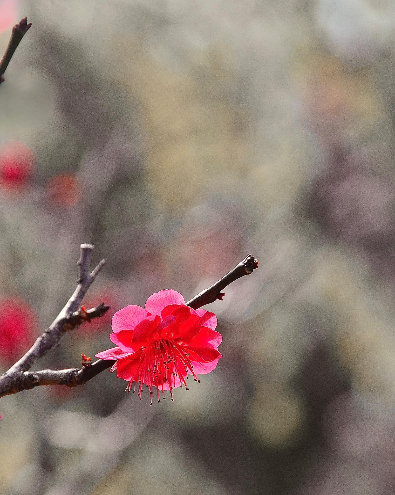 梅一輪一輪ほどの暖かさ #As warm as a single plum blossom #梅の花 