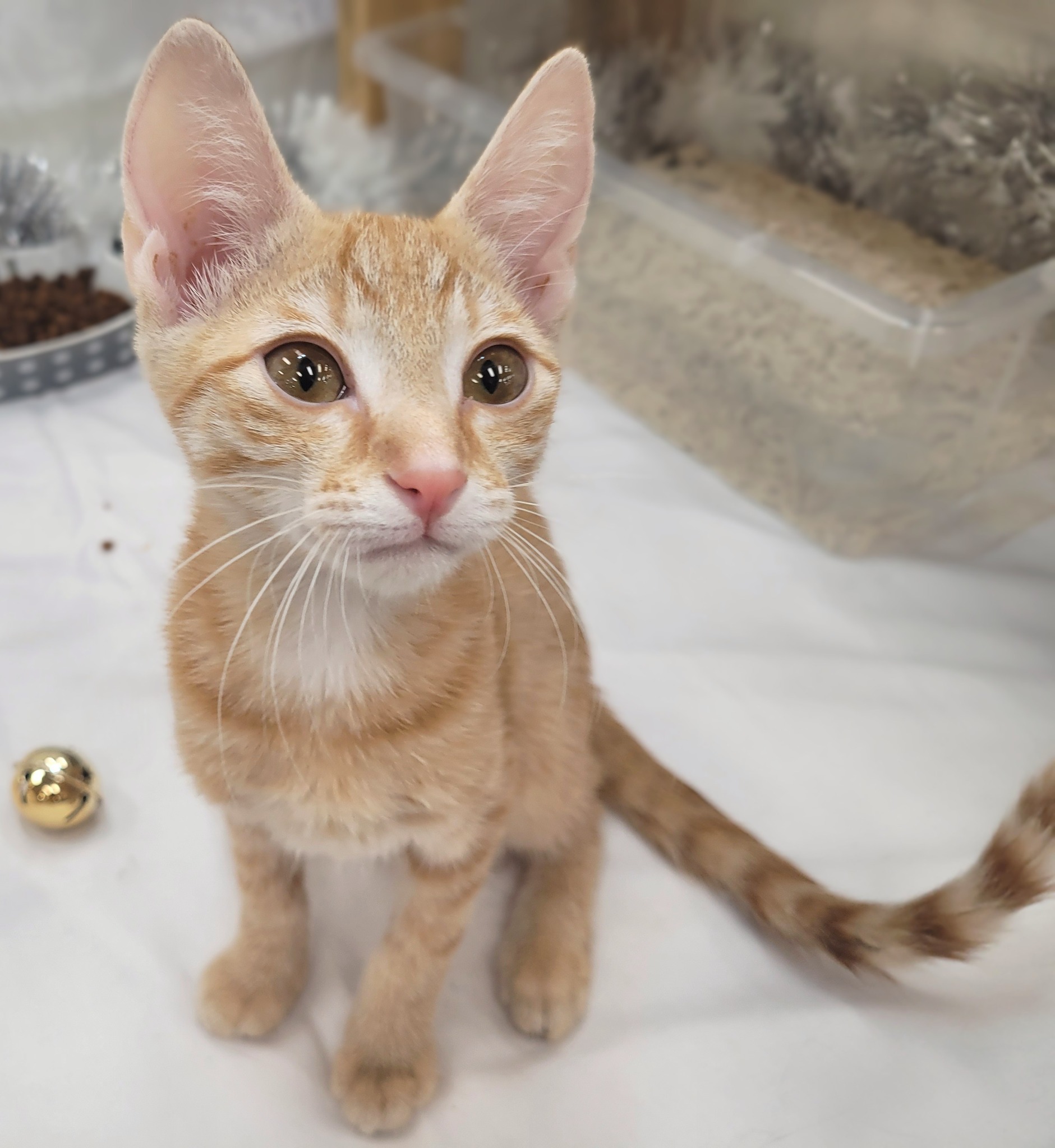 Bush - Delta female adoption pending | Facebook