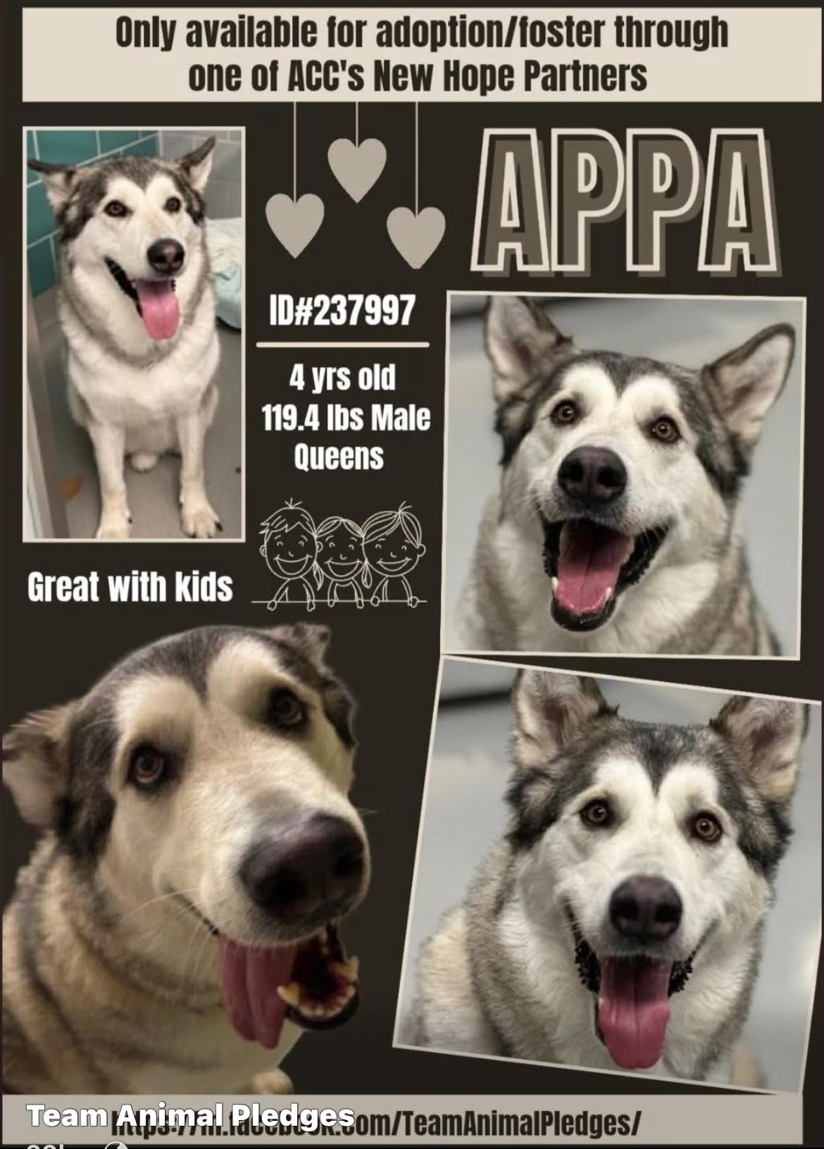 Ana - 10/11/25: APPA HAS BEEN REUNITED WITH HIS OWNER 🙏🏼🐾🐾🙌 APPA ...
