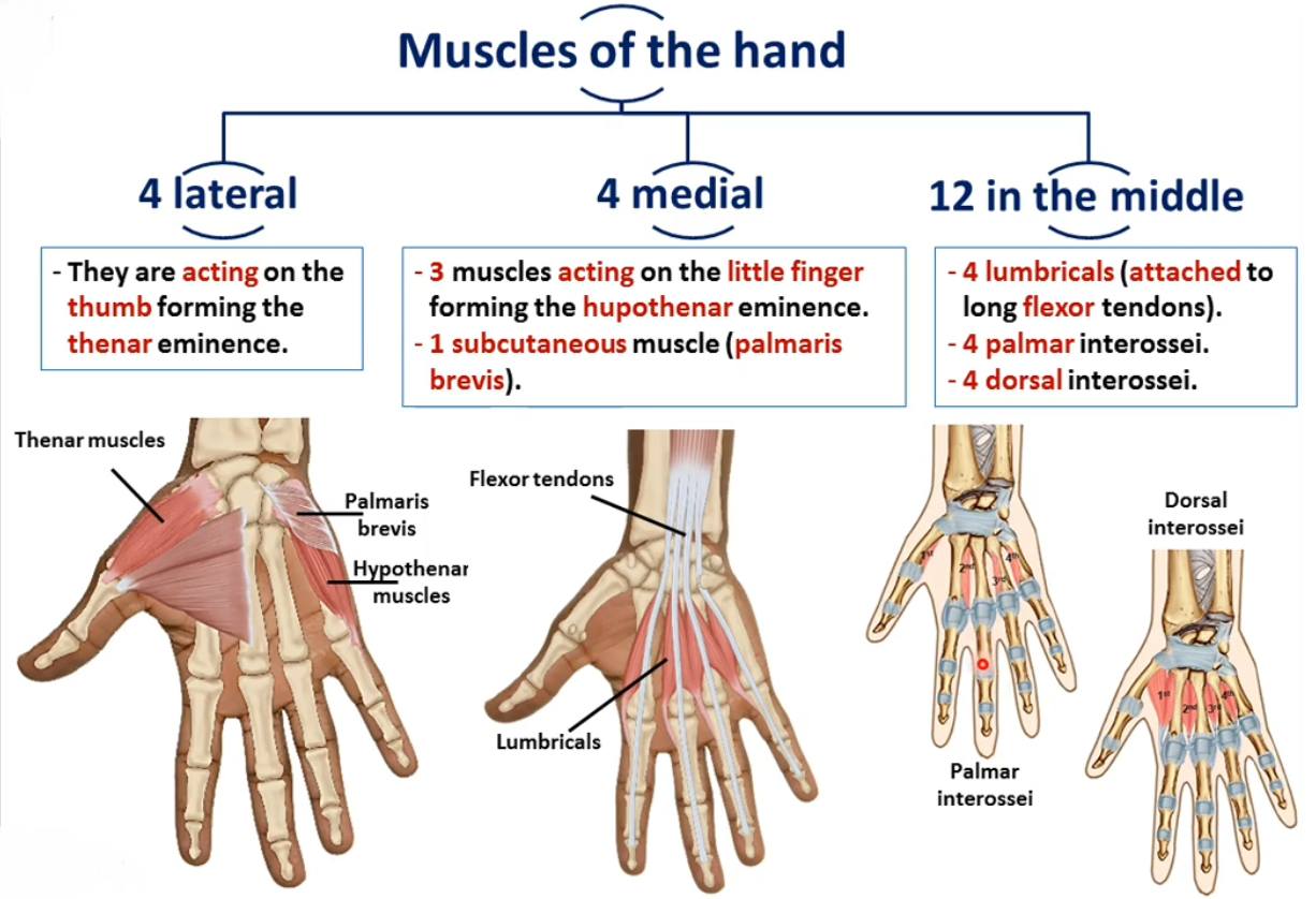 Kareem Blinder - - Muscles of the hand : 🔍...