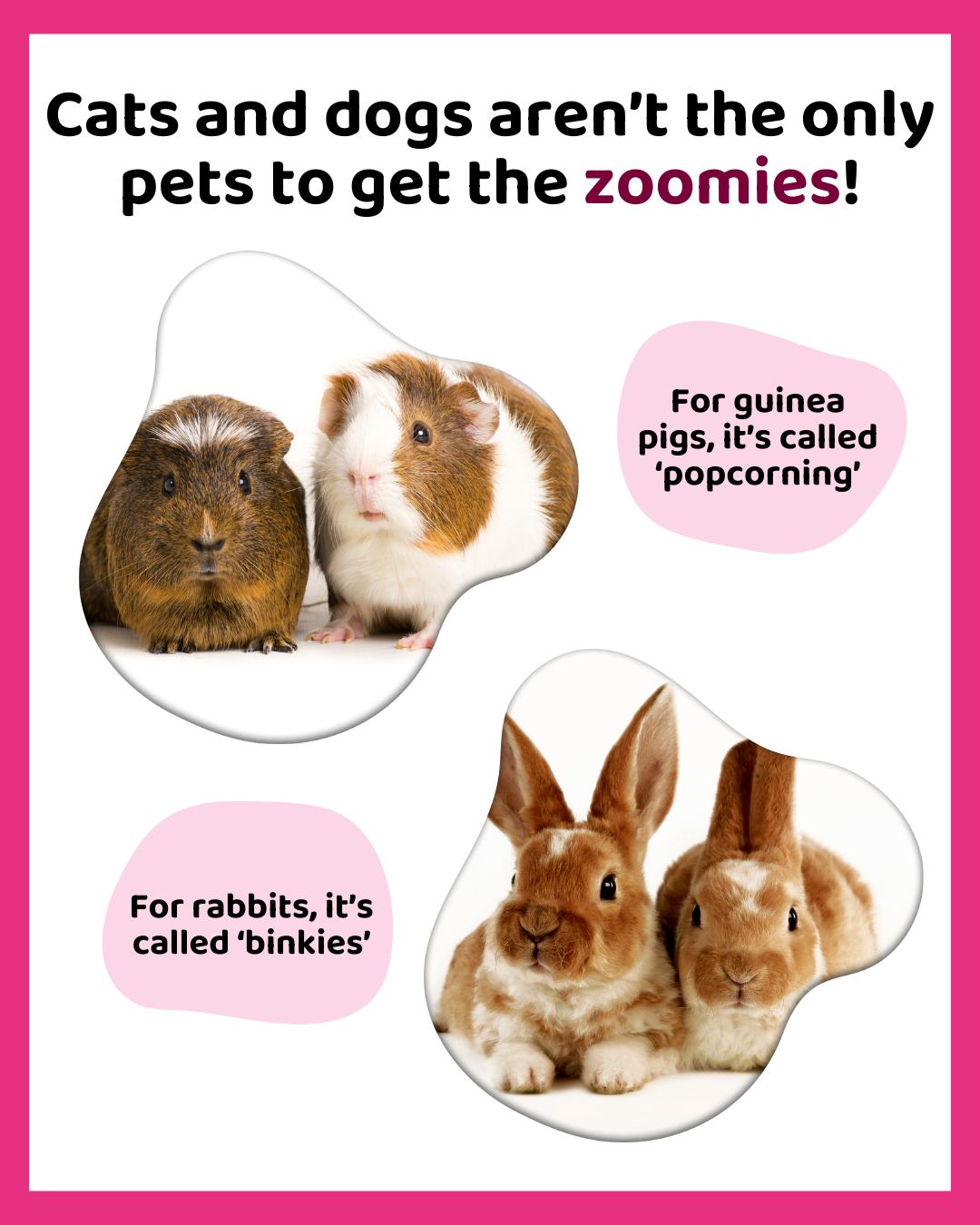 PDSA - PDSA added a new photo.