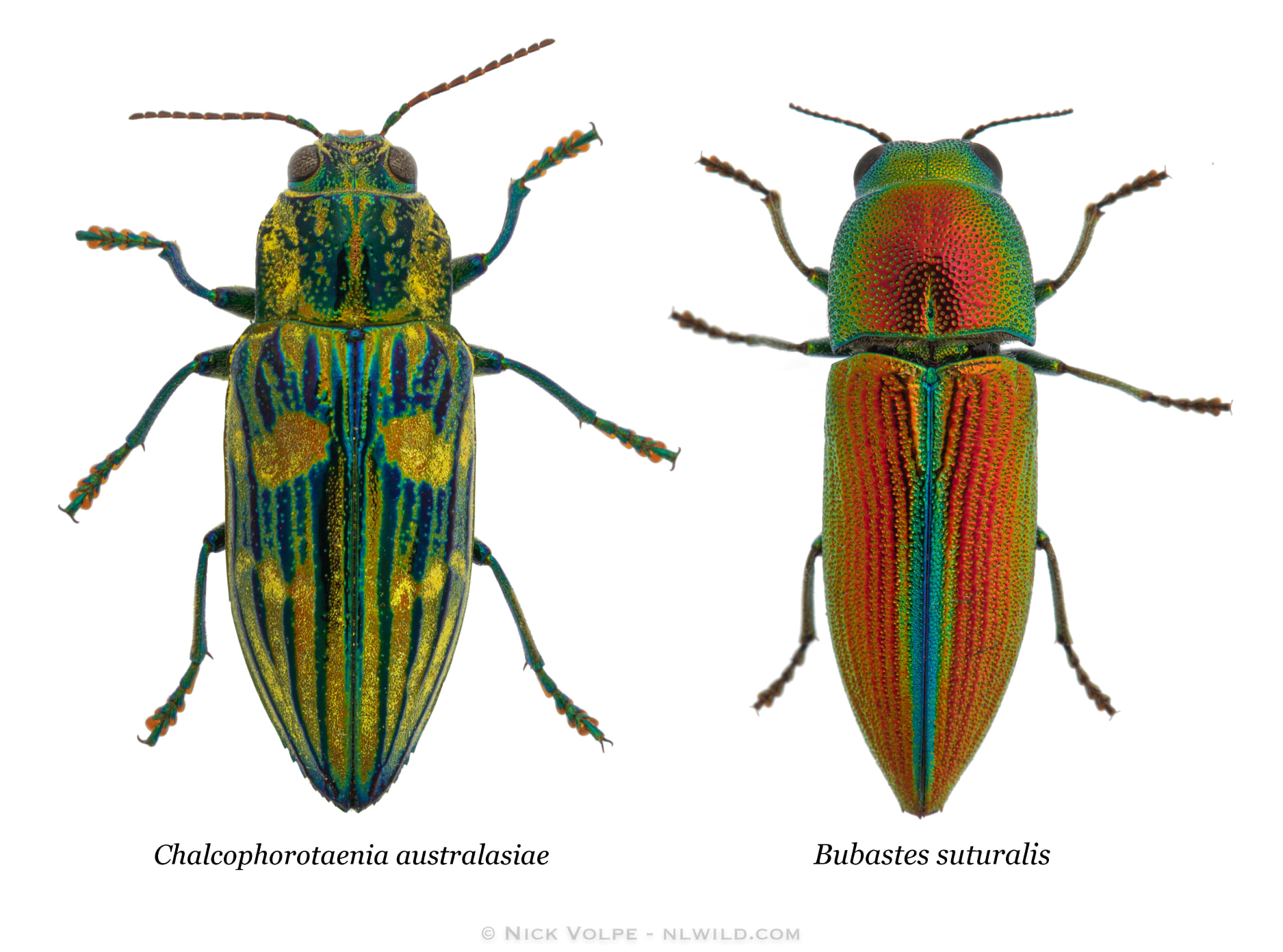 Jewel Beetle (Temognatha sp.) One of the most spectacular large