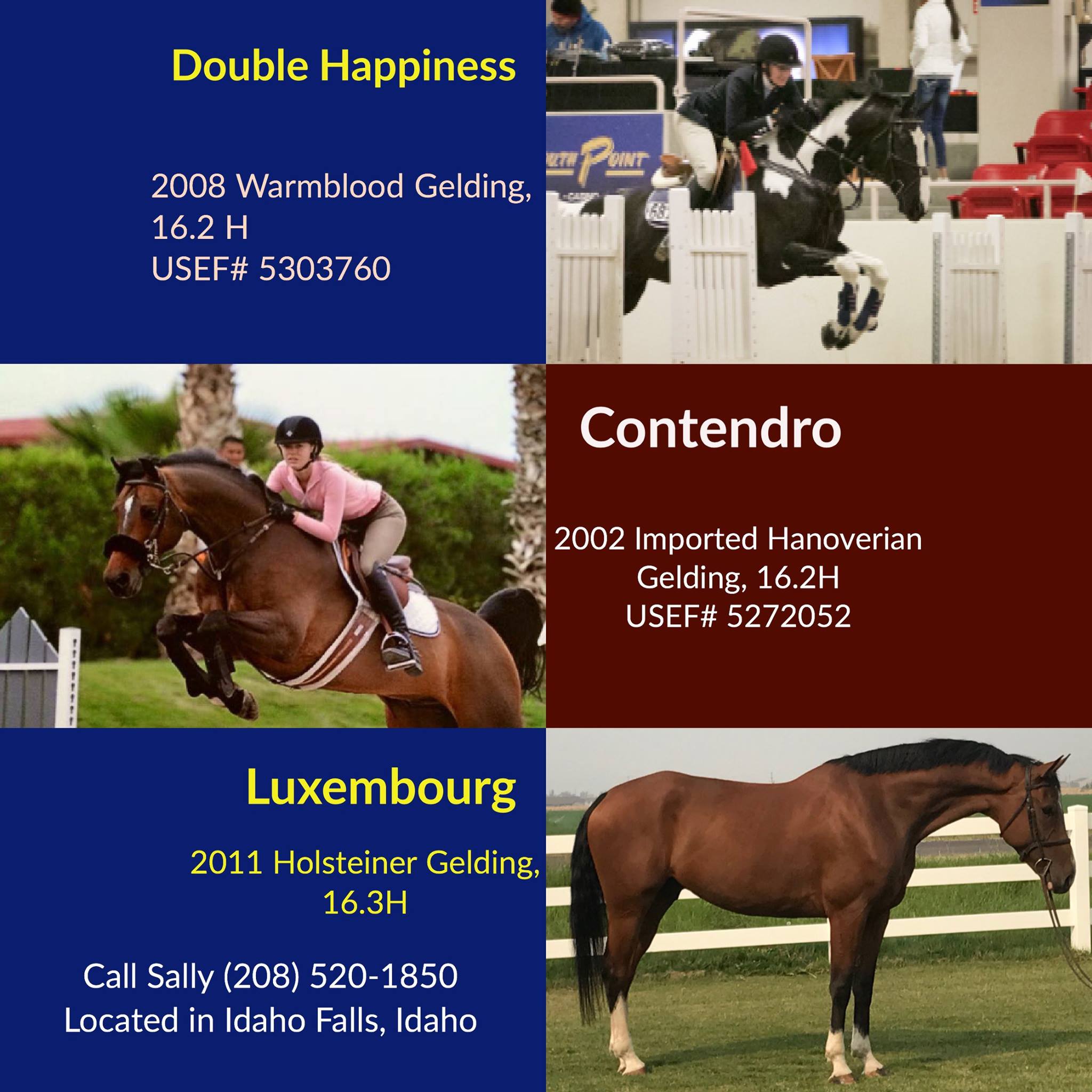 Looking for some new horse jumps?! Good news: All the Dalman Jump